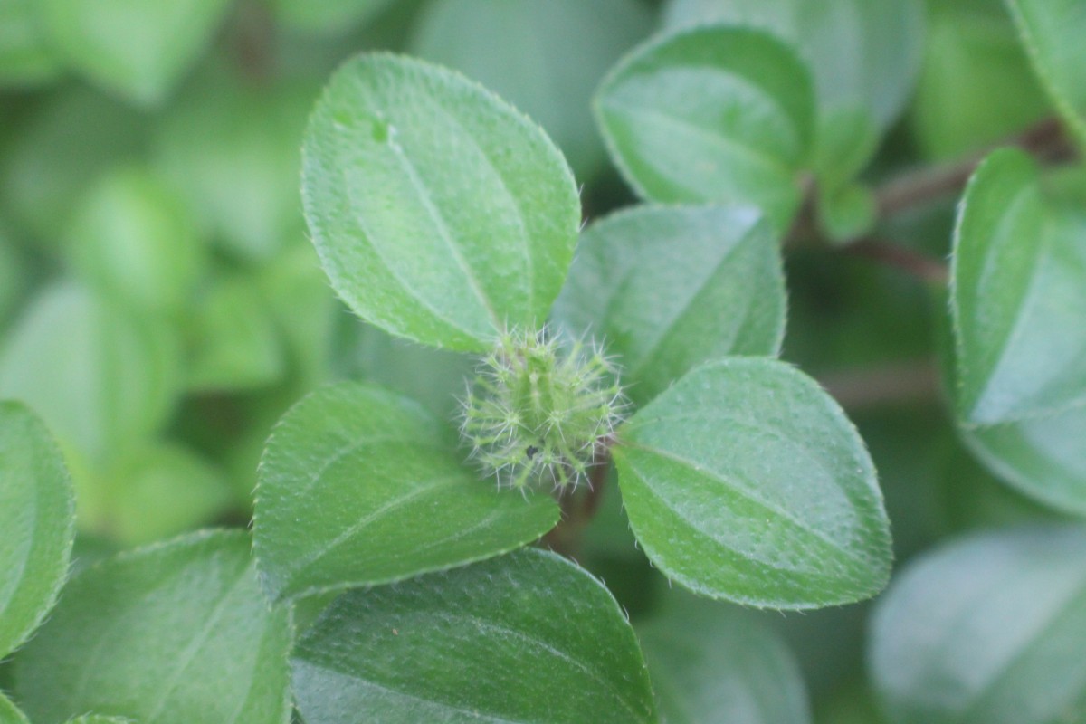 Heterotis rotundifolia (Sm.) Jacq.-Fél.